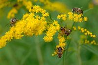 Bees and flowers