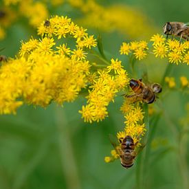 Bienen und Blumen von Dries Decorte