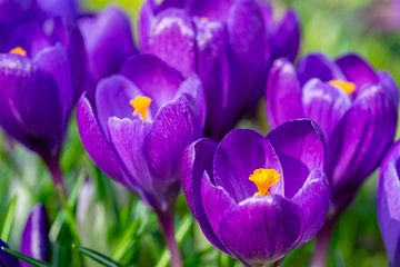 Purple crocus flowers in spring, park by Animaflora PicsStock