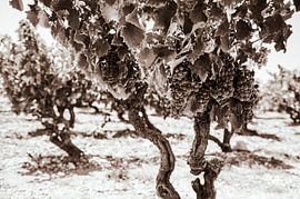 Vine in black and white by Nick van Dijk