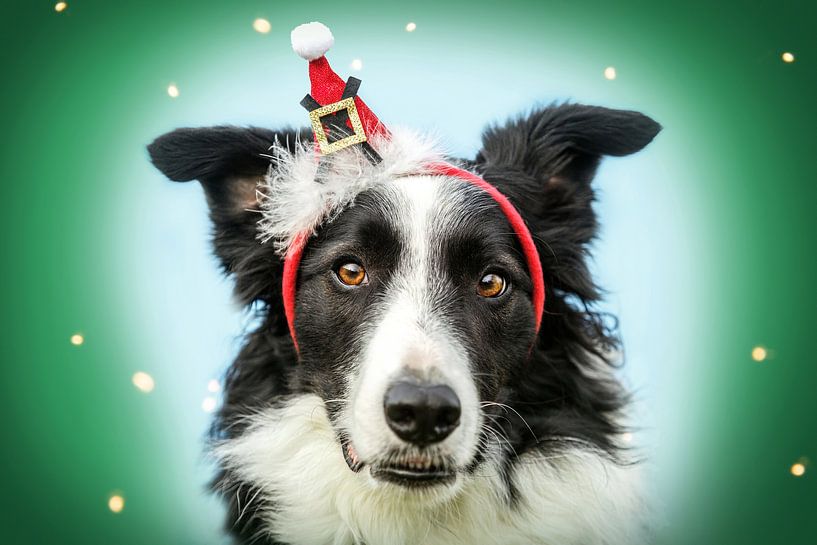 Border Collie wearing Christmas headband with festive background by Annabell Gsödl