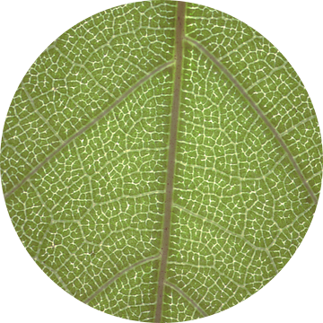 Macro natuur foto met groen blad en nerven | Botanische print van Denise Tiggelman
