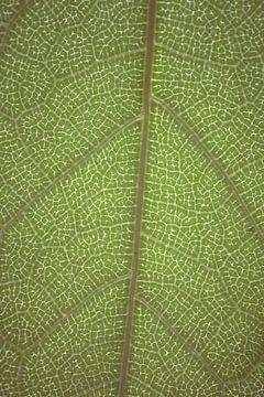 Macro natuur foto met groen blad en aderen | Botanische print van Denise Tiggelman