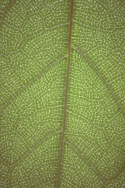 Macro nature photo with green leaves and veins | Botanical print by Denise Tiggelman