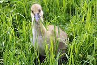 Gänse Küken im Gras