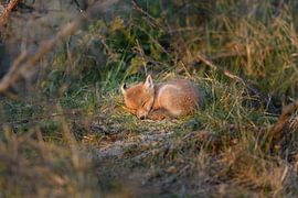 A sleeping baby fox by Nick van Beusekom