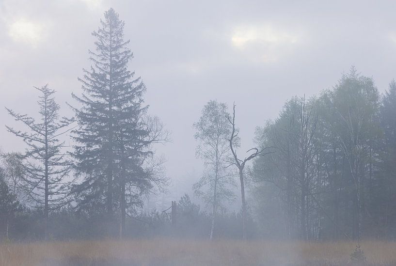 Fog during sunrise Dwingelderveld - Zandveen (Drenthe) Netherlands by Marcel Kerdijk