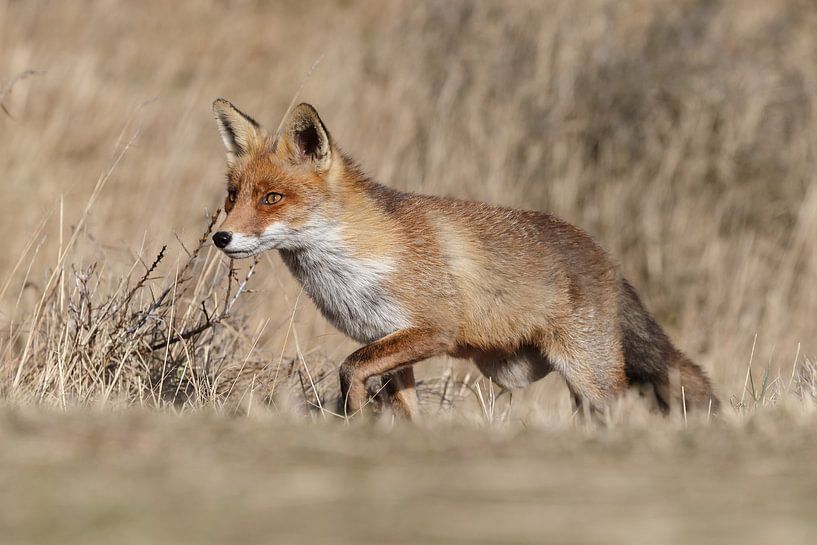 Red fox par Menno Schaefer