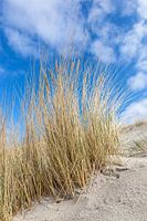 Duinen en helmgras aan de Oostzee