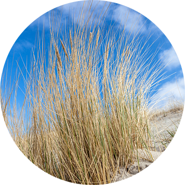 Duinen en helmgras aan de Oostzee van Christian Müringer