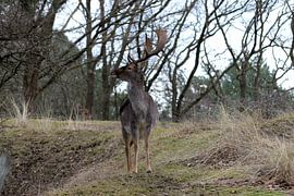 Männlicher Hirsch von Merijn Loch