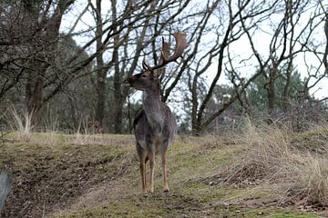 Male deer by Merijn Loch