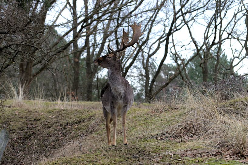 Male deer by Merijn Loch