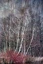 Berkenbomen in de winter van Rietje Bulthuis thumbnail