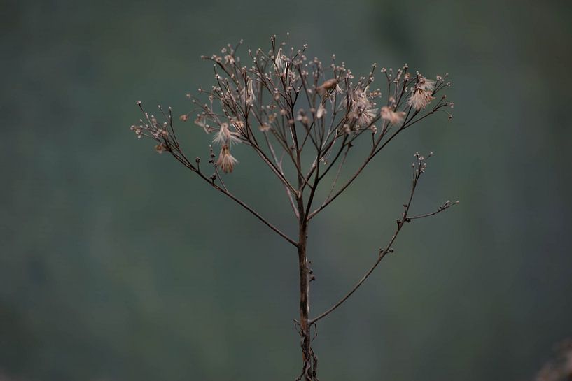 Trockene Herbstblume vor blauem Hintergrund von Aan Kant