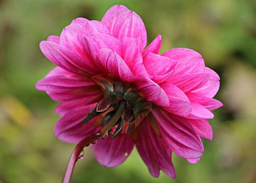 De treurende dahlia van Yvonne Blokland