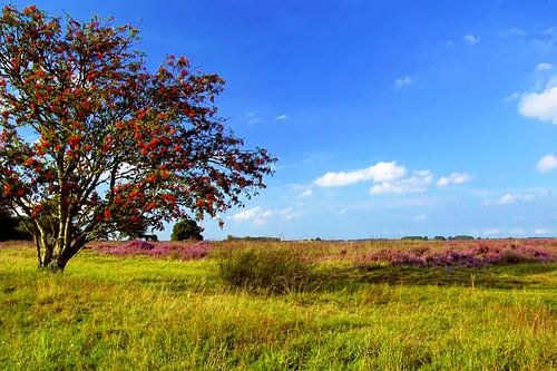 Dwingelderveld:  blühende Heidelandschaft