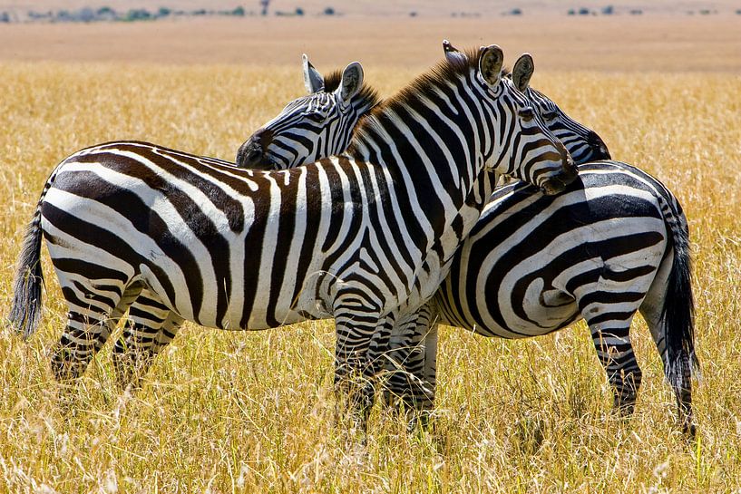 Burchell's Zebra's van Peter Michel