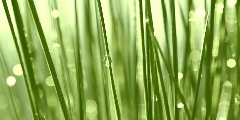 Drops of water by Violetta Honkisz