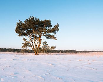 Snowy Rozendaalse Veld near the Veluwezoom