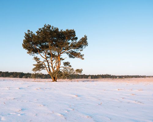Besneeuwd Rozendaalse Veld nabij de Veluwezoom
