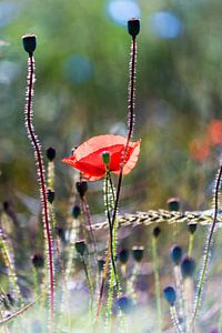 Mohnblume im Gegenlicht