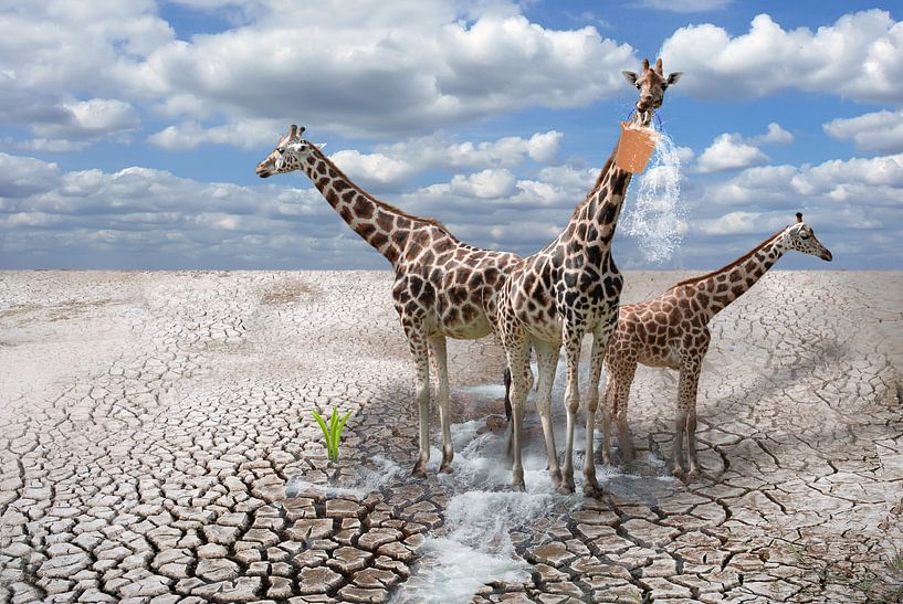 Giraffes von Jeannette Penris