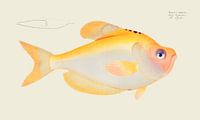 Kyrtus indicus, Marcus Elieser Bloch