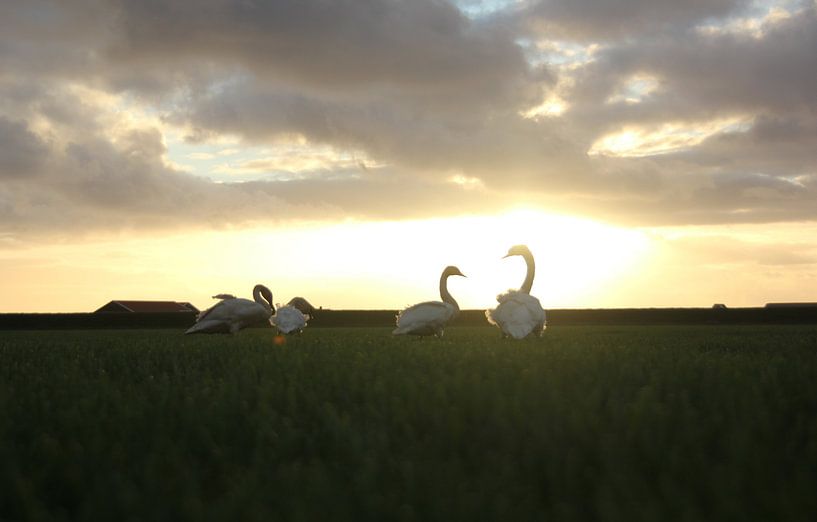 Texel Landschap 012 par Starworks:  LinaLena van der Star