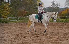 Training with the white horse on a riding arena in autumn
