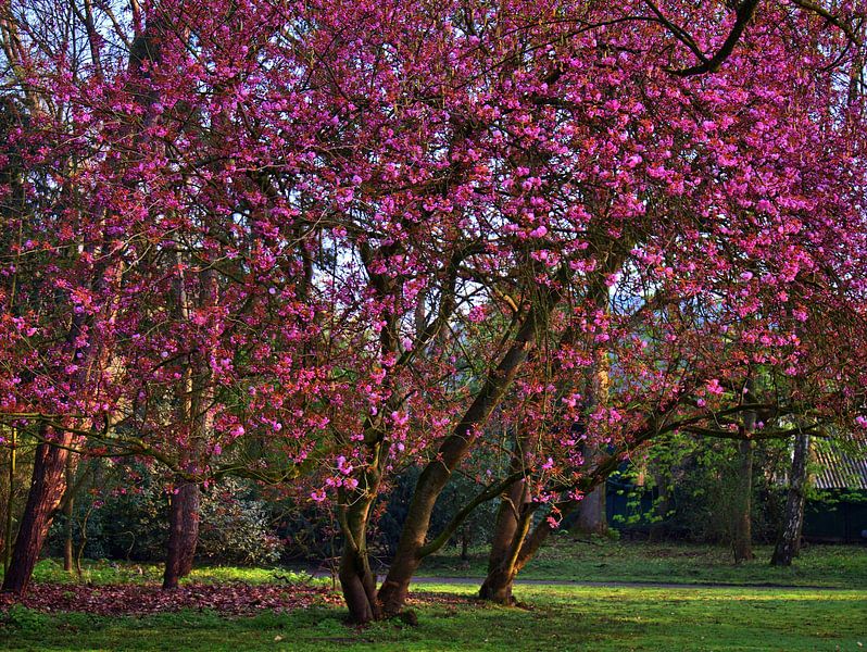 Fleur de cerisier ornemental par Edgar Schermaul