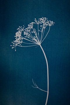 Botanical print of an umbellifer on petrol blue
