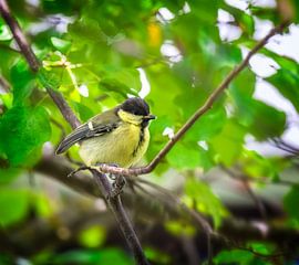 Great tit sitting on a tree garden by ManfredFotos
