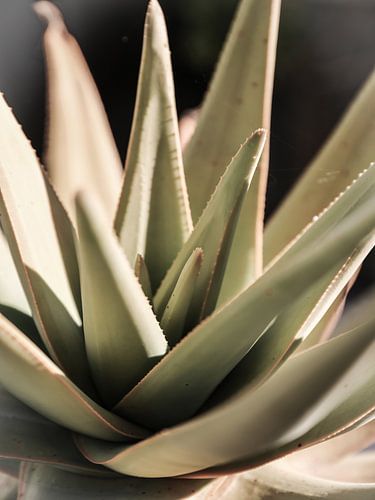 Zonovergoten Succulent