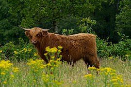 Schotse Hooglander stier in open veld van Theo Felten