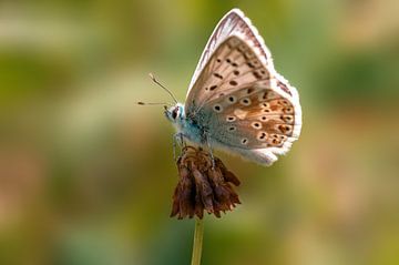 Gewone blauwtje vlinder zittend op een klaverbloesem van Mario Plechaty Photography