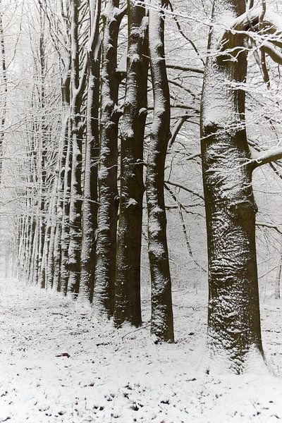 Besneeuwde beuken van Cor de Hamer