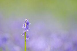 Forest hyacinths are in bloom. by Marcel Derweduwen