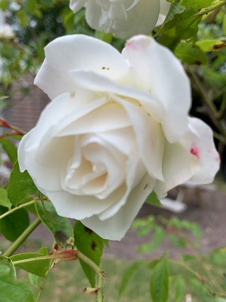 Fleurs par Janneke Bijl