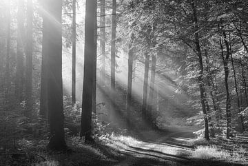 Rold Skov (Denmark) by Marcel Kerdijk