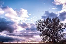 Alter Baum am Rande des Naturschutzgebiets Wieden in Drente