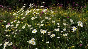 Prairie fleurie multicolore avec marguerites blanches