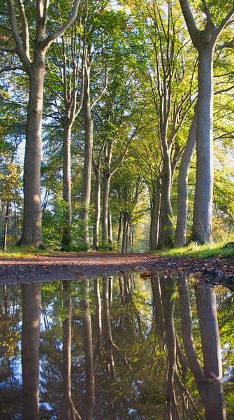 Waldweg im Herbst von Rudi Everaert