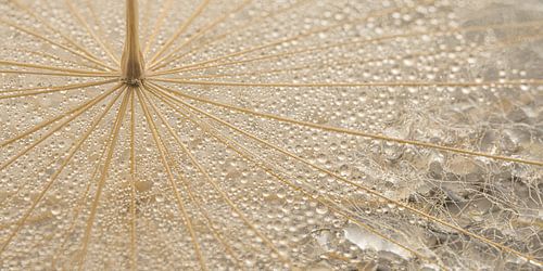 Panorama met natuurlijke kleuren: Een pluisje met waterdruppeltjes