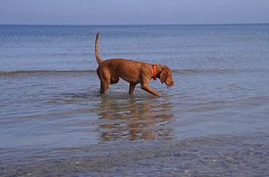 Wasserspiele an der Ostsee mit einem Magyar Vizsla.