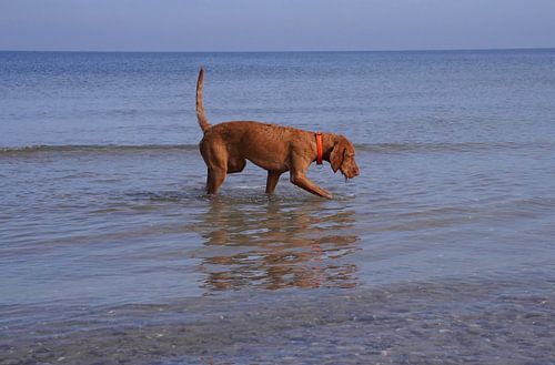 Waterspelletjes aan de Baltische Zee met een Magyar Vizsla.