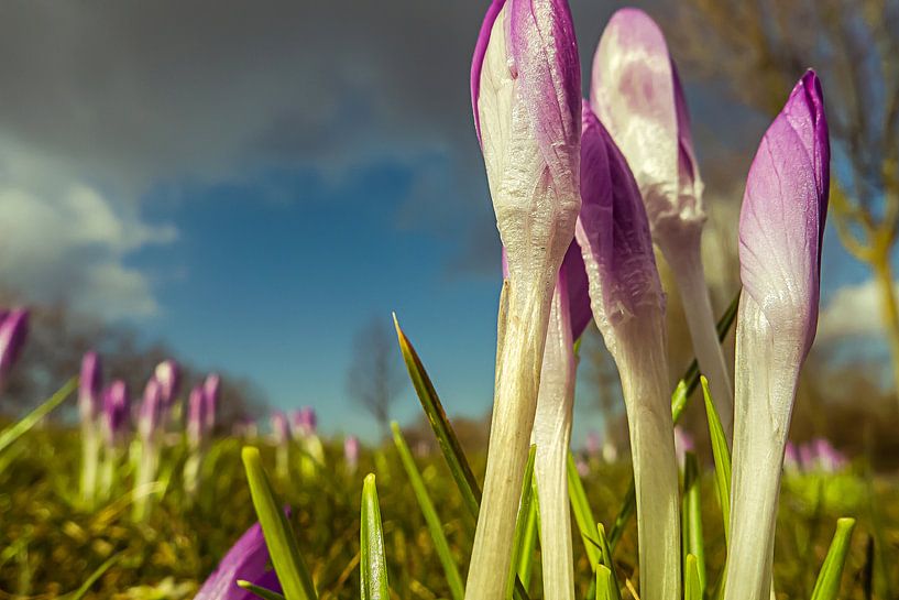 De eerste crocussen zoeken de zon by Anneriek de Jong