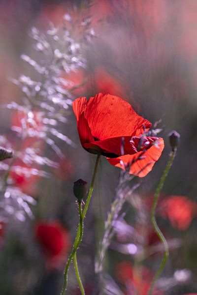 Mohnblumen im Blumenfeld von Kurt Krause