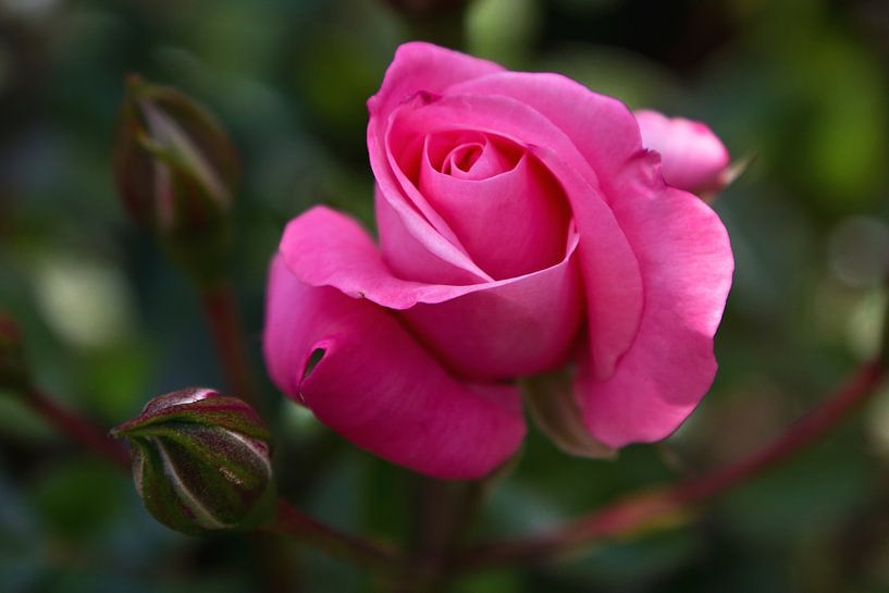 Pink rose by Anja B. Schäfer
