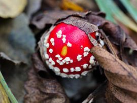 rot mit weißen Punkten von Marieke Funke